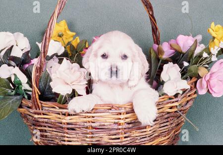 Junger amerikanischer Cocker Spaniel sitzt im Korb mit Blumen vor der grünen Wand Stockfoto