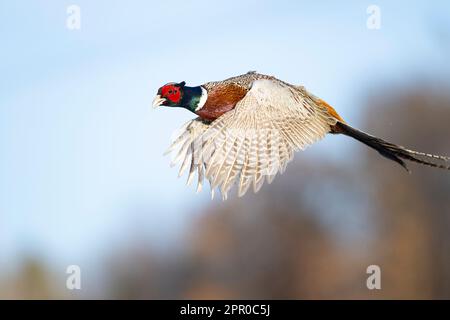 Ein Hahnfasan im Flug an einem späten Wintertag Stockfoto