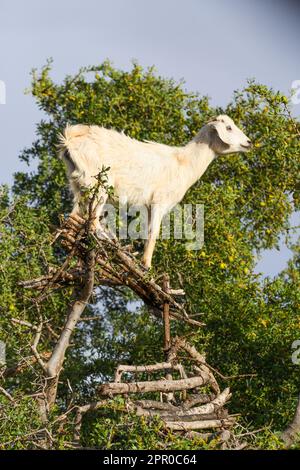 Ziege im Baum Essaouira Marokko Stockfoto