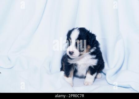 Süßer australischer Schäferhund, der auf einer weißen Decke sitzt Stockfoto