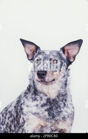 Australischer Rinderhund vor weißem Hintergrund Stockfoto