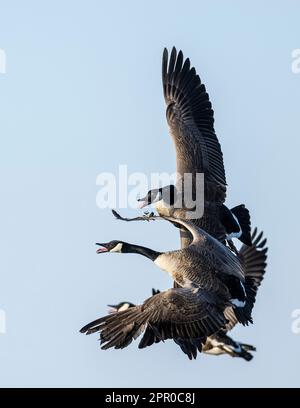 Canada Gänse in South Dakota Stockfoto