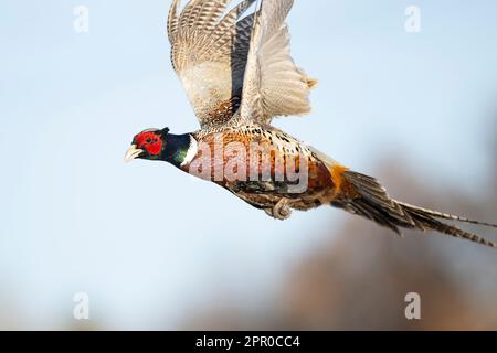 Ein Hahnfasan im Flug an einem späten Wintertag Stockfoto