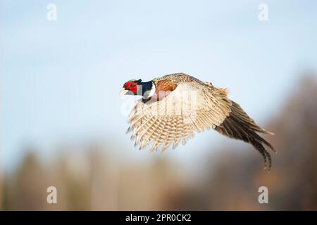 Ein Hahnfasan im Flug an einem späten Wintertag Stockfoto