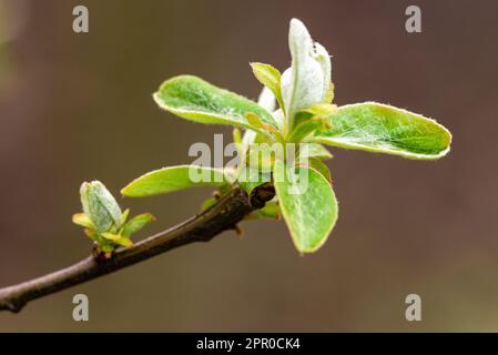 Schließen Sie den Quince Tree Zweig mit jungen Blättern und Knospen, den halboffenen Blumenfrühlinggarten Stockfoto