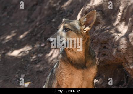 Streunender Hund in Ouzoud, Marokko Stockfoto