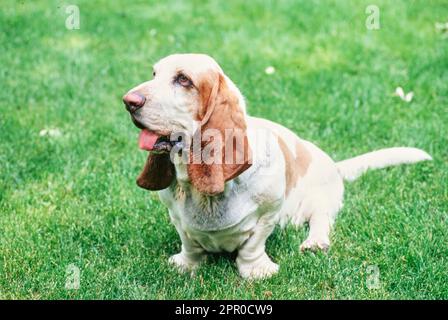 Basset Hound sitzt draußen im Gras mit ausgestreckter Zunge Stockfoto