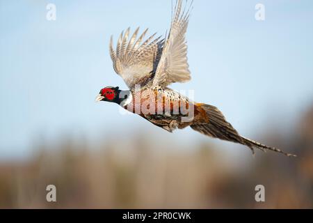 Ein Hahnfasan im Flug an einem späten Wintertag Stockfoto