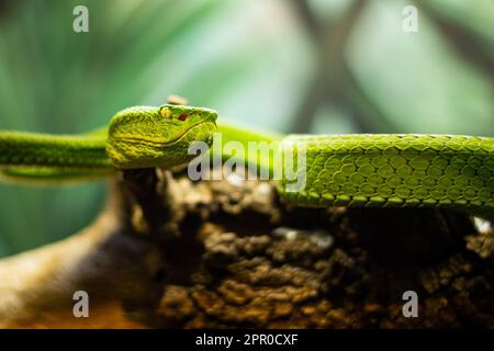 Green Pit Viper Snake auf einem Ast gewickelt mit gelben Augen und oberflächlichem Fokus Stockfoto