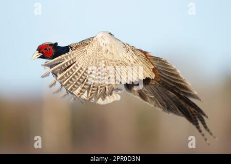 Ein Hahnfasan im Flug an einem späten Wintertag Stockfoto