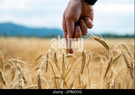 Die Hand eines Bauern berührt sanft ein reifendes goldenes Weizenohr, das im Sommerfeld wächst. Großansicht. Stockfoto