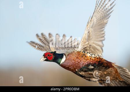 Ein Hahnfasan im Flug an einem späten Wintertag Stockfoto