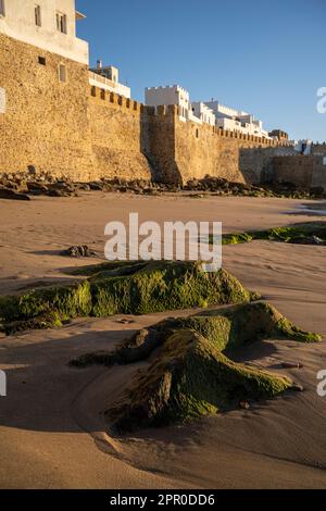 Befestigte Mauern der Medina von Asilah bei Sonnenuntergang von der Küste aus gesehen. Stockfoto