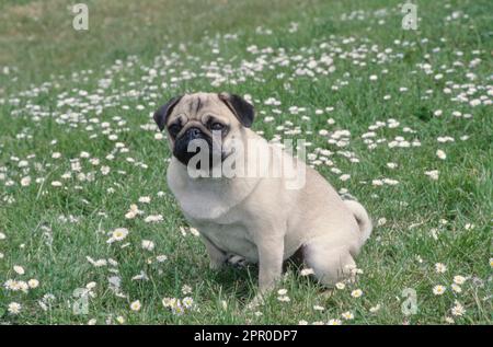 Ein Pug sitzt draußen auf einer blühenden Wiese im Gras Stockfoto