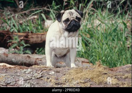 Der Pug steht draußen auf dem umgestürzten Baumstamm Stockfoto