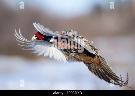 Ein Hahnfasan im Flug an einem späten Wintertag Stockfoto