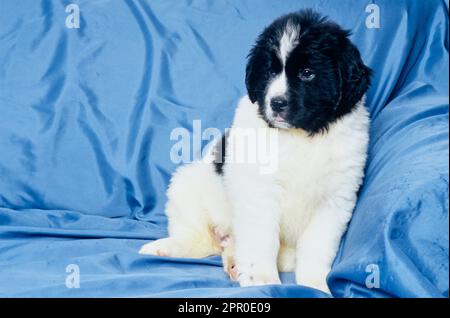 Süßer Welpe aus Neufundland, der auf einer blauen Decke auf der Couch sitzt Stockfoto