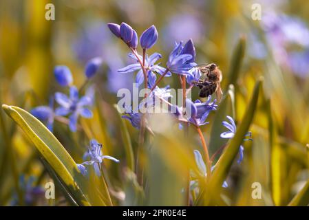 Wunderschöne blaue Blumen Schneeflocken Scilla bifolia Alpine Squill, zweiblättriger Squill auf weißem Hintergrund mit Platz für Text. Frühlingsdekoration Stockfoto