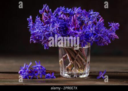 Wunderschöne blaue Blumen Schneeflocken Scilla bifolia Alpine Squill, zweiblättriger Squill auf weißem Hintergrund mit Platz für Text. Frühlingsdekoration, schwarze Rückseite Stockfoto