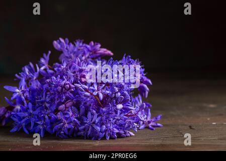 Wunderschöne blaue Blumen Schneeflocken Scilla bifolia Alpine Squill, zweiblättriger Squill auf weißem Hintergrund mit Platz für Text. Frühlingsdekoration, schwarze Rückseite Stockfoto