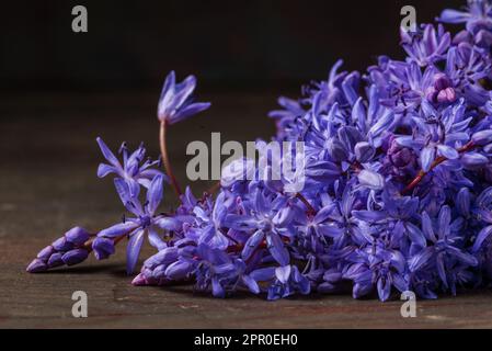 Wunderschöne blaue Blumen Schneeflocken Scilla bifolia Alpine Squill, zweiblättriger Squill auf weißem Hintergrund mit Platz für Text. Frühlingsdekoration, schwarze Rückseite Stockfoto