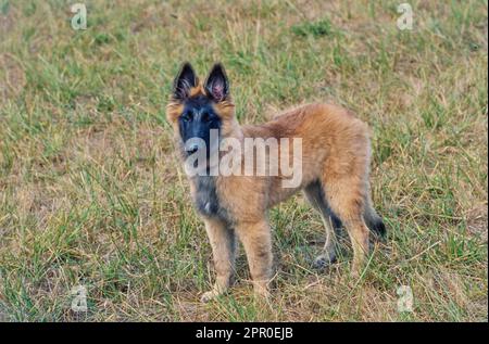 Junger belgischer Schäferhund, der draußen auf dem Feld im Gras steht Stockfoto