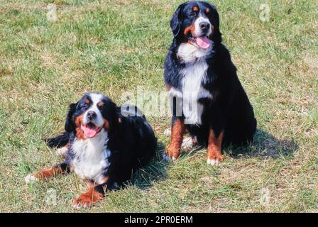 Zwei Berner Berghunde im Feld Stockfoto