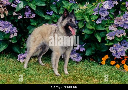 Belgischer Schäferhund, der im Gras vor Büschen mit lila und orangefarbenen Blumen steht Stockfoto