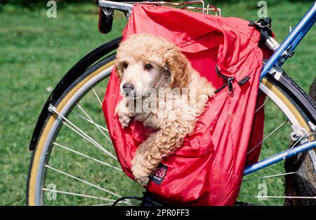 Das kleine Pudelhündchen wird in die Fahrradtasche gelegt Stockfoto