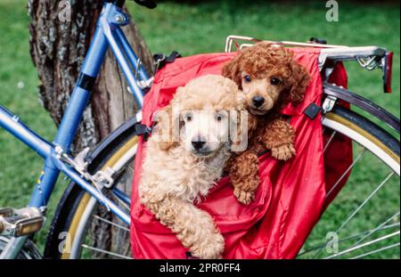 Mini-Pudel-Welpen in einer Fahrradtasche mit Blick nach vorne Stockfoto