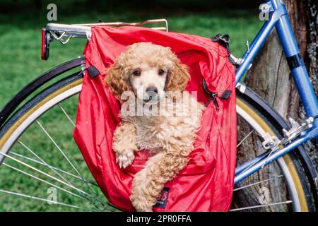 Mini-Pudel-Hündchen in einer Fahrradtasche Stockfoto