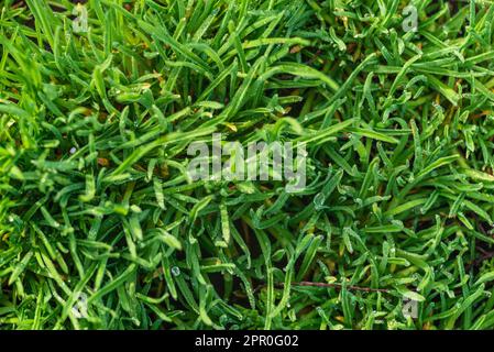 Elytrigia. Krautige Hintergrund der saftigen hohen grünen Couch Gras Nahaufnahme. Frisches junges helles Gras Elymus repens schöne Kräuterstruktur, Frühling. Wa Stockfoto