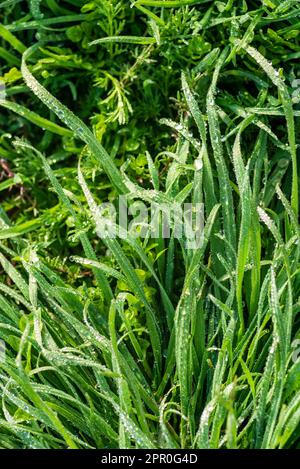 Elytrigia. Krautige Hintergrund der saftigen hohen grünen Couch Gras Nahaufnahme. Frisches junges helles Gras Elymus repens schöne Kräuterstruktur, Frühling. Wa Stockfoto