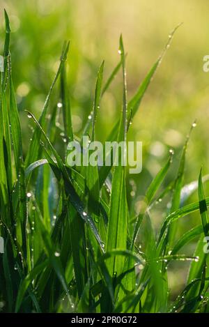 Elytrigia. Krautige Hintergrund der saftigen hohen grünen Couch Gras Nahaufnahme. Frisches junges helles Gras Elymus repens schöne Kräuterstruktur, Frühling. Wa Stockfoto