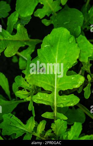 Rucola-Pflanze wächst in Bio-Gemüse Garten. Stockfoto