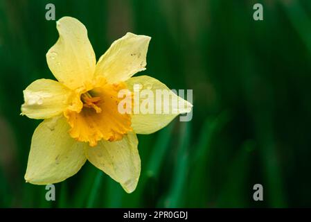 Verschlüsse der gelben Narzissenblüte. Großes Daffodil Carlton mit Schaft, mit sechs Blütenblättern und einer trompetenförmigen zentralen Corona. Die zarte, weiche gelbe Farbe i Stockfoto