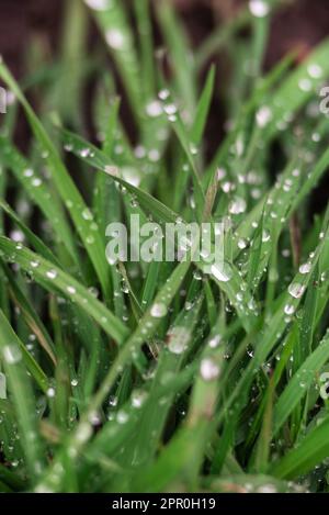 Elytrigia. Krautige Hintergrund der saftigen hohen grünen Couch Gras Nahaufnahme. Frisches junges helles Gras Elymus repens schöne Kräuterstruktur, Frühling. Wa Stockfoto