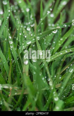 Elytrigia. Krautige Hintergrund der saftigen hohen grünen Couch Gras Nahaufnahme. Frisches junges helles Gras Elymus repens schöne Kräuterstruktur, Frühling. Wa Stockfoto