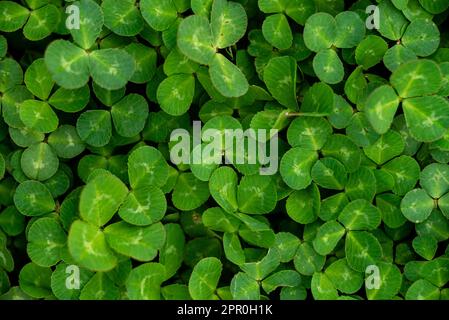 Natürlicher, grüner, dunkler Hintergrund. Pflanzen- und Kräutertextur. Grüne, junge, frische oxalis, Shamrock, Trefoil Nahaufnahme. Schöner Hintergrund mit grünem Clan Stockfoto