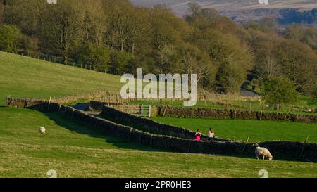 Frauen (Joggingweibchen) auf einer ruhigen, von einer Stadtmauer umgebenen Landstraße mit Sonnenlicht, die an Trockenmauern und weidenden Schafen vorbeiführt - Addingham, West Yorkshire, England Stockfoto