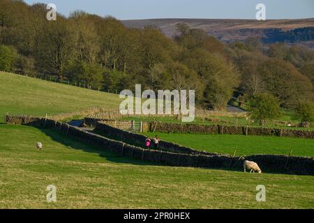 Frauen (Joggingweibchen) auf einer ruhigen, von einer Stadtmauer umgebenen Landstraße mit Sonnenlicht, die an Trockenmauern und weidenden Schafen vorbeiführt - Addingham, West Yorkshire, England Stockfoto