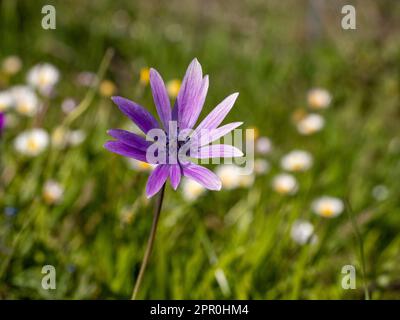 Feldanemonblume, die von Sonnenlicht beleuchtet wird Stockfoto
