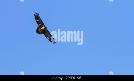 Bartgeier (Gypaetus barbatus), auch bekannt als Lammergeier und Ossifrage Stockfoto