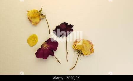 Kunstset mit trockenen Rosenblumen auf gelbem Papier. Stockfoto