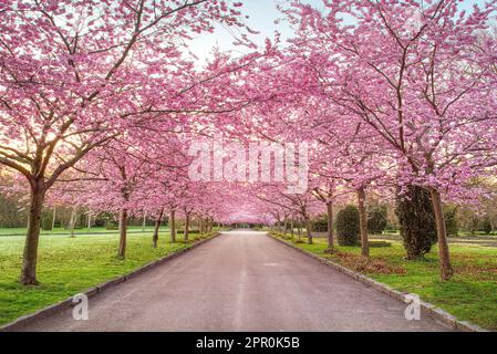 Kirschblütenbäume, Bispebjerg Friedhof, Kopenhagen, Dänemark. Stockfoto