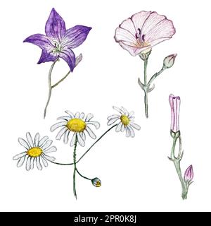Aquarellfarben-Illustrationen von Blüten, Bindekraut und Kamille Stockfoto