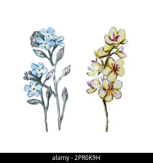 Ein Satz Aquarelle-Illustrationen von "Vergiss mich nicht" und "Mullein" Stockfoto