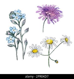 Eine Reihe von Aquarell-Illustrationen von Kamille, Korostavnik und vergessen Sie mich nicht Stockfoto