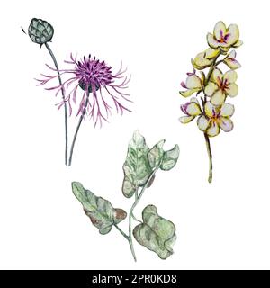 Aquarellfarben-Illustrationen von Mullein, Maisblüten und Bindweed-Blättern Stockfoto