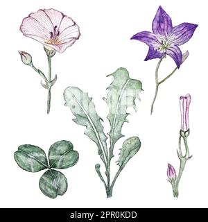 Aquarellfarben-Illustrationen von Bindekraut, Blüten, Löwenzahnblättern und Kleeblättern Stockfoto